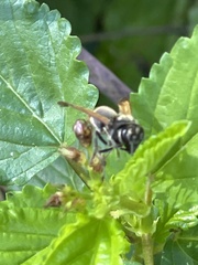 Brachygastra mellifica