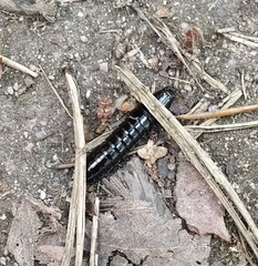 Carabus