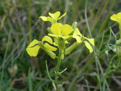 Erysimum pseudorhaeticum