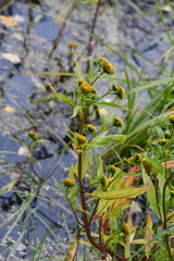 Bidens radiata