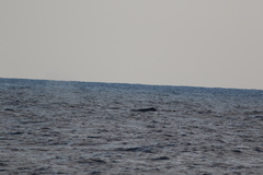 Physeter macrocephalus