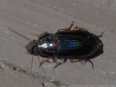 Amblygnathus mexicanus