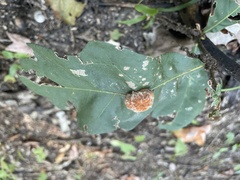 Druon quercusflocci