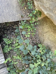 Celastrus orbiculatus