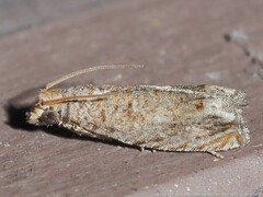 Epiblema abruptana