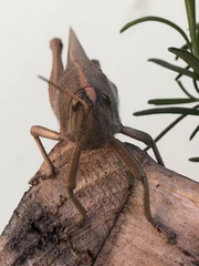 Schistocerca flavofasciata