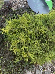 Gymnospermium scipetarum