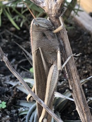 Schistocerca flavofasciata