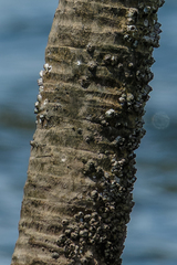 Amphibalanus amphitrite