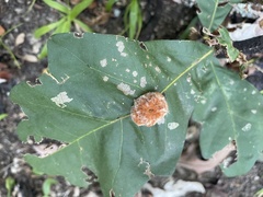 Druon quercusflocci