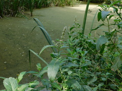 Mentha longifolia