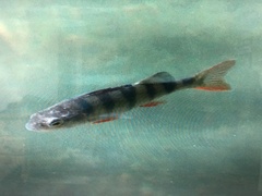 Perca fluviatilis