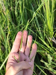 Agrostis stolonifera
