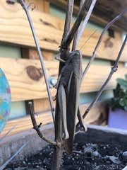 Schistocerca flavofasciata