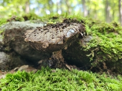 Strobilomyces strobilaceus