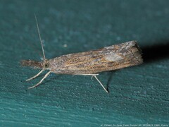 Neodactria luteolellus