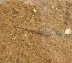 Pomatoschistus microps