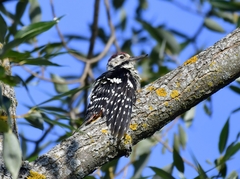 Dendrocopos leucotos