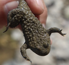 Bombina variegata