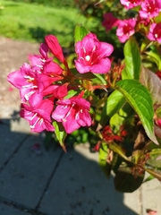 Weigela