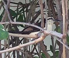 Campylorhynchus griseus