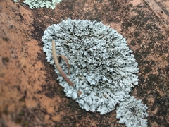 Physcia dubia