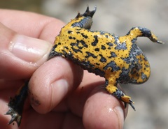 Bombina variegata