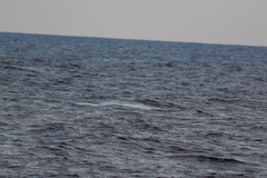 Physeter macrocephalus