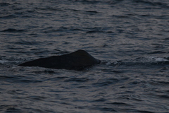 Physeter macrocephalus