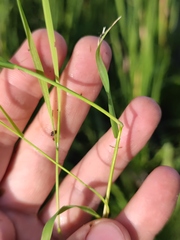 Agrostis stolonifera