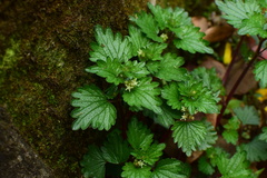 Nanocnide japonica