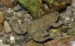 Bombina variegata