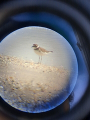 Charadrius hiaticula