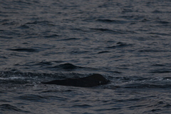 Physeter macrocephalus