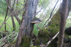 Phellinus igniarius