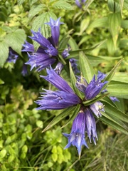Gentiana asclepiadea