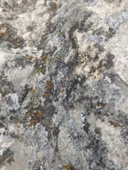 Pyrenodesmia chalybaea