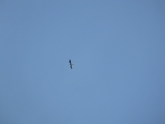Elanus caeruleus