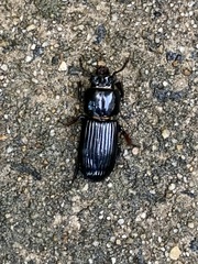 Odontotaenius disjunctus