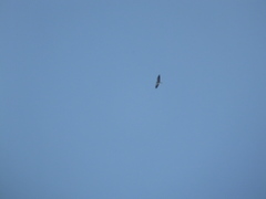 Elanus caeruleus