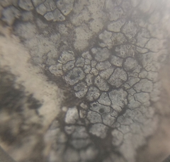 Pyrenodesmia chalybaea