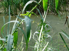 Sonchus palustris
