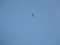 Elanus caeruleus