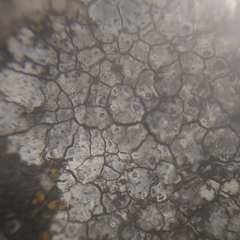 Pyrenodesmia chalybaea