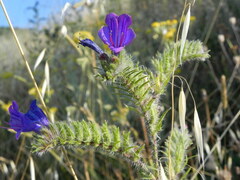 Echium vulgare
