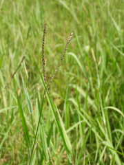 Paspalum distichum