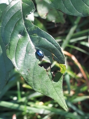 Plagiodera versicolora