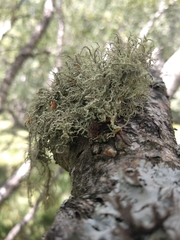 Usnea hirta