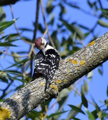 Dendrocopos leucotos