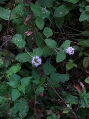 Mentha aquatica